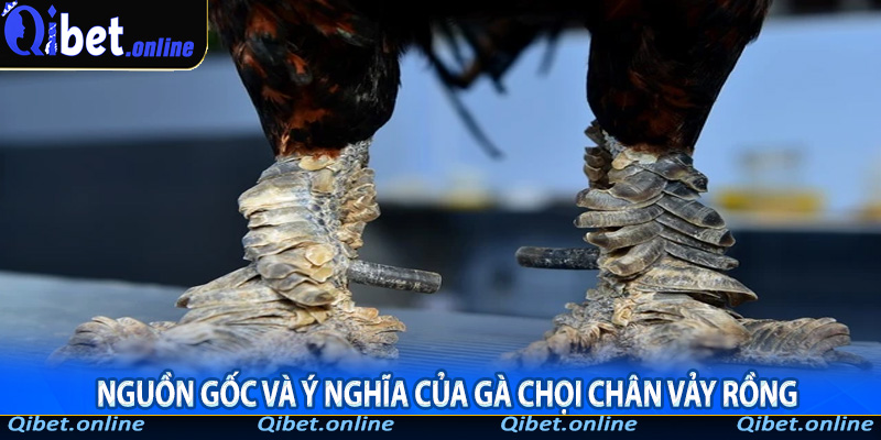 Nguồn gốc và ý nghĩa của gà chọi chân vảy rồng