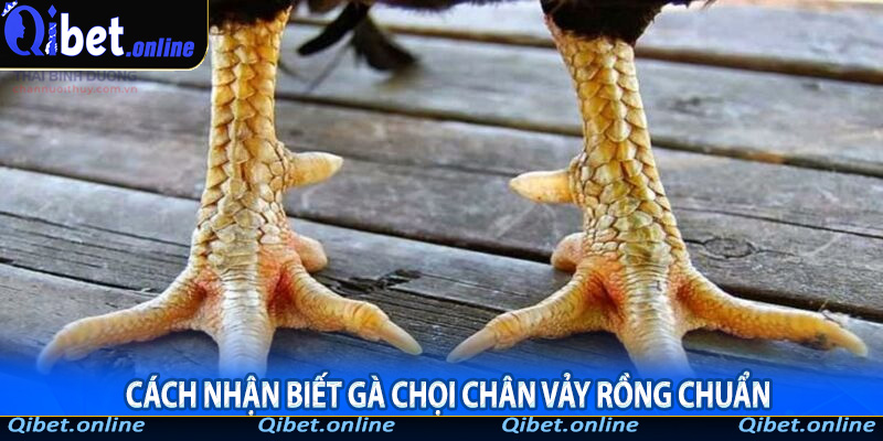 Cách nhận biết gà chọi chân vảy rồng chuẩn