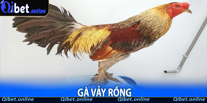 Gà Vảy Rồng